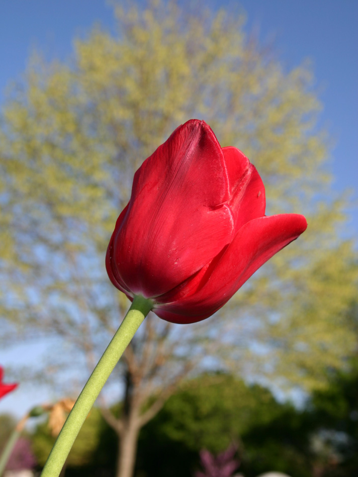 [Red+Tulip.jpg]