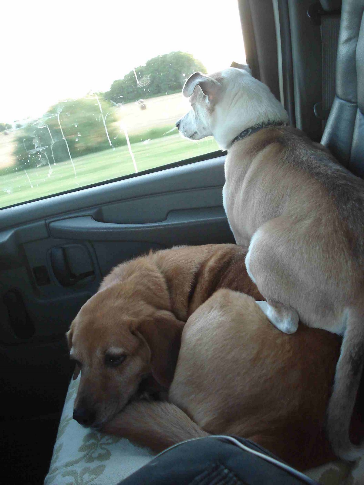 [dogs+in+truck.jpg]