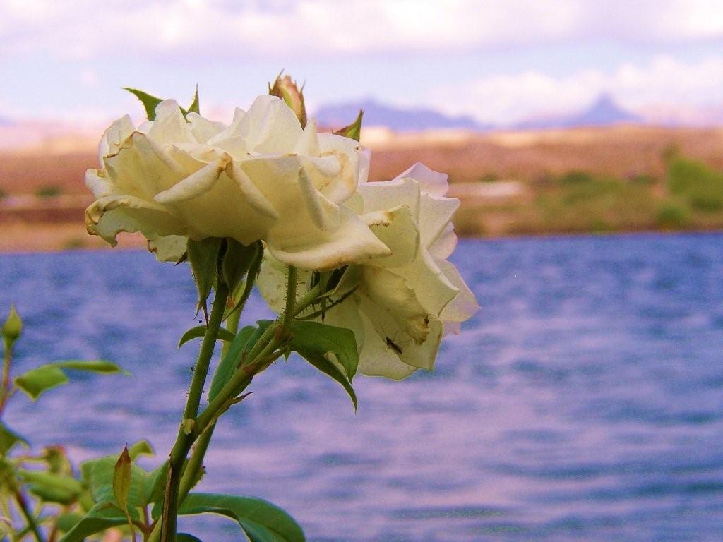 [ADD+TWO+WHITE+ROSES+WITH+MOUNTAINS+MEMORIAL+DAY.jpg]