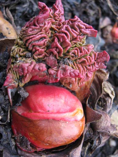 [Rhubarb+emerging+-+Chesters+Walled+Garden+blog.jpg]