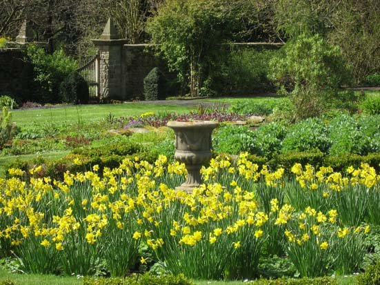 [chesters+walled+garden+-+daffodils+-+blog.jpg]