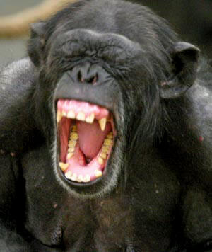 [yawning+ape.jpg]