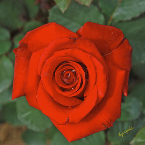 [Red-Rose-best-bloom_small1.jpg]