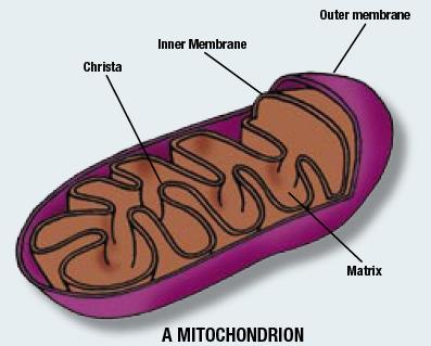 [TheCellMitochondrion.jpg]