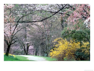 [US48_WSU0941_M~Spring-Blooms-in-Washington-Park-Arboretum-Seattle-Washington-USA-Posters.jpg]