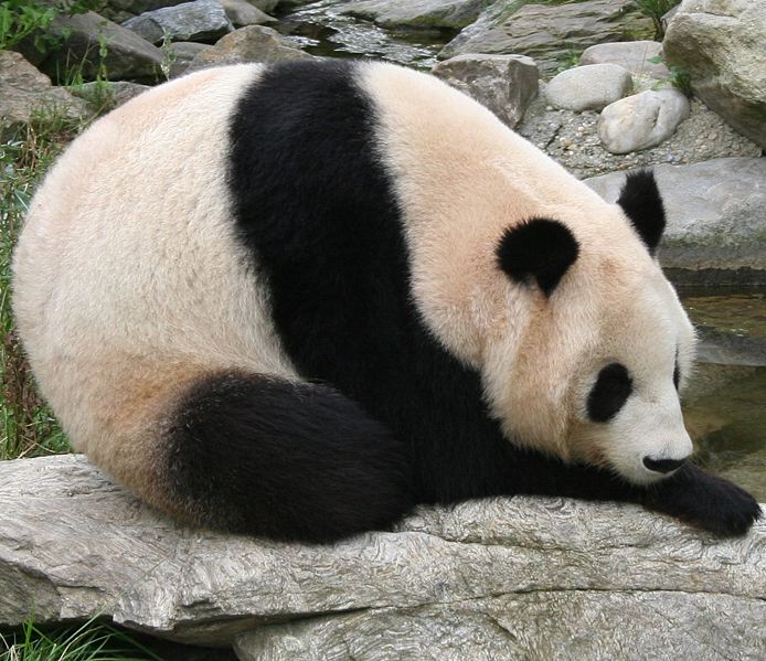 [694px-Giant_panda_at_Vienna_Zoo_(cropped).jpg]