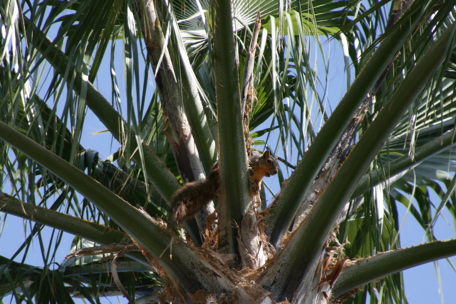 [Chatty+Squirrel+in+Palm+Tree.jpg]