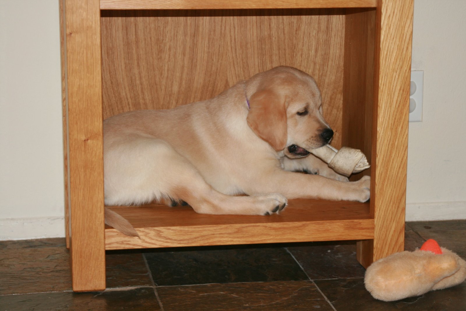 [nearly+13+week+old+pup+cooper+in+the+bookcase.JPG]