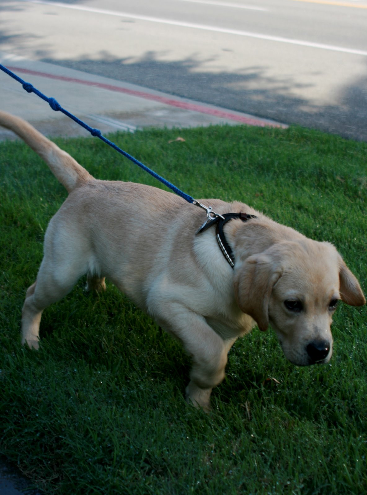 [Puppy+Cooper+second+walk+at+13+weeks+-+classic+hunting+pose.JPG]