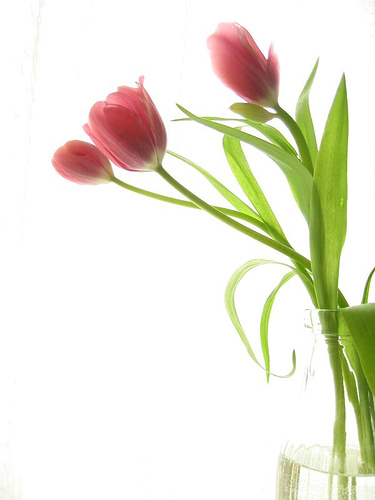 [tulip+by+mamako7070.jpg]