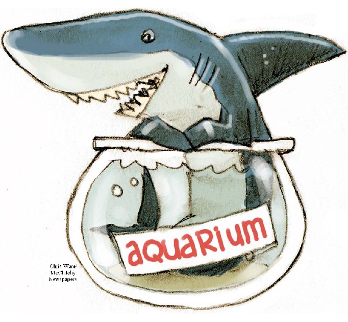 [Aquarium-shark.jpg]