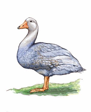 [steamer+duck.jpg]