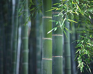[bambu1.jpg]