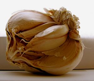 [garlic+bulb.jpg]
