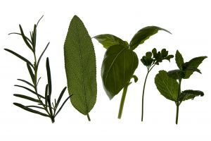 [herbs.jpg]
