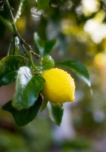 [lemon+tree.jpg]
