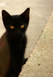 [cat+-+black.jpg]