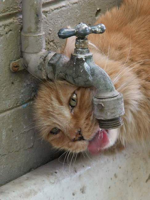 [Cat_Drinks_From_Faucet.jpg]