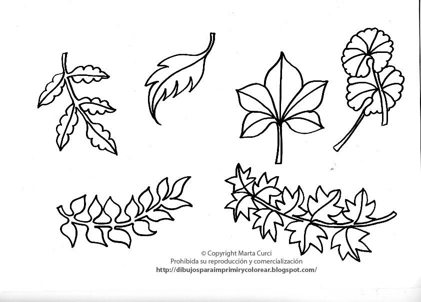 [Dibujo+de+hojas+de+plantas+para+imprimir+y+colorear.jpg]