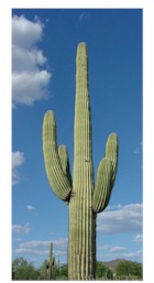[arizona_saguaro_cactus_a.jpg]