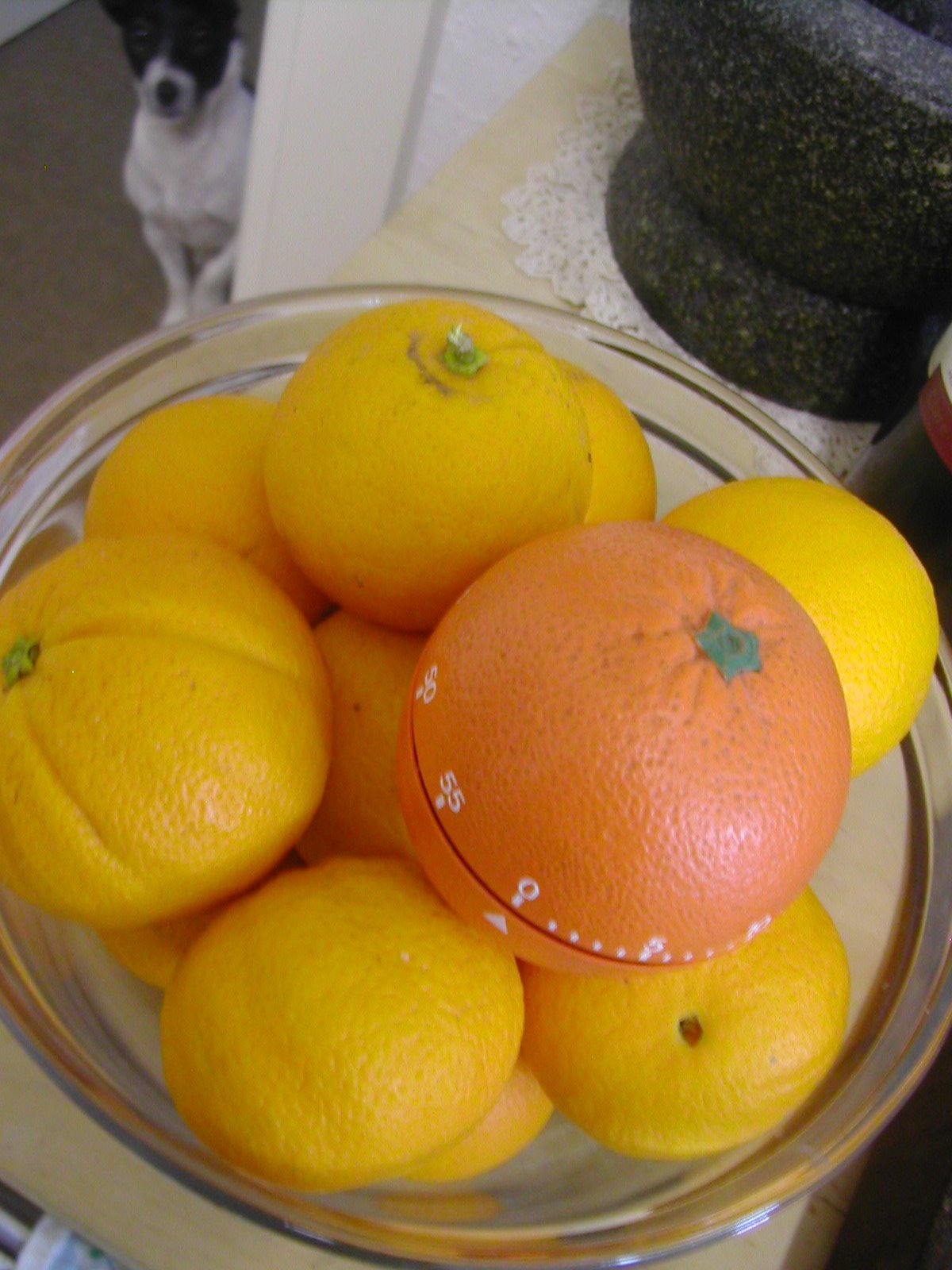 [Ruby's+oranges+with+small+dog.JPG]