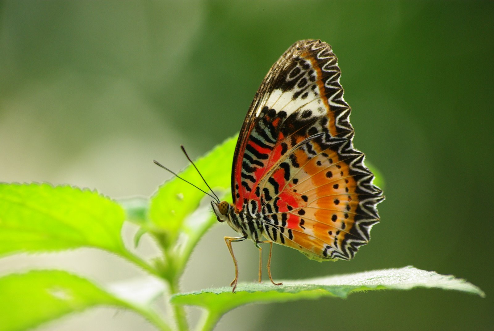 [butterfly,+very+colorful,+hi+qualtiy,+large.jpg]