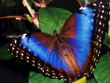 [beautiful+bluish+butterfly.jpg]