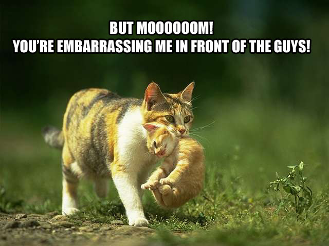 [cat+embarassing+me.jpg]