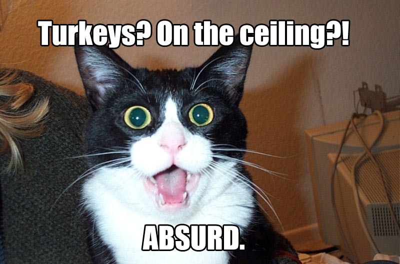[cat+turkeys+on+the+ceiling.jpg]