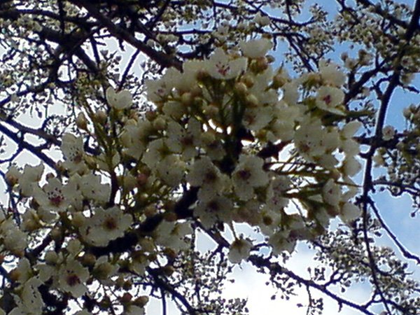 [03-29-08_blossoms.jpg]