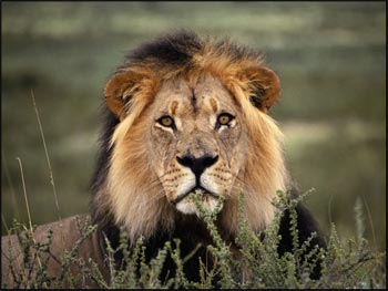 [male-lion-picture.jpg]