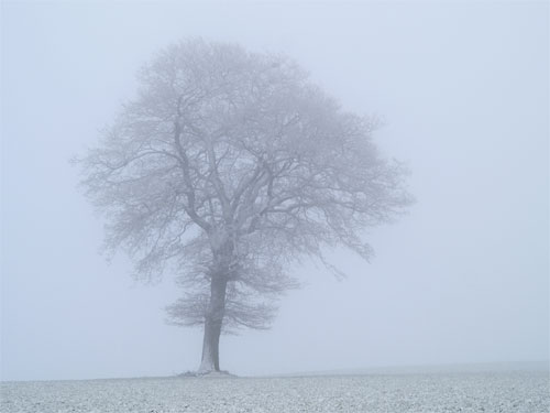 [tree-in-fog.jpg]