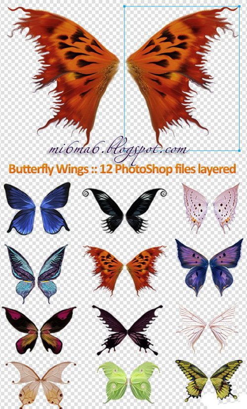 [1211663036_butterflywings.jpg]