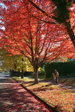 [xf_07_10_23_fall_colors_bicycle1_s.jpg]