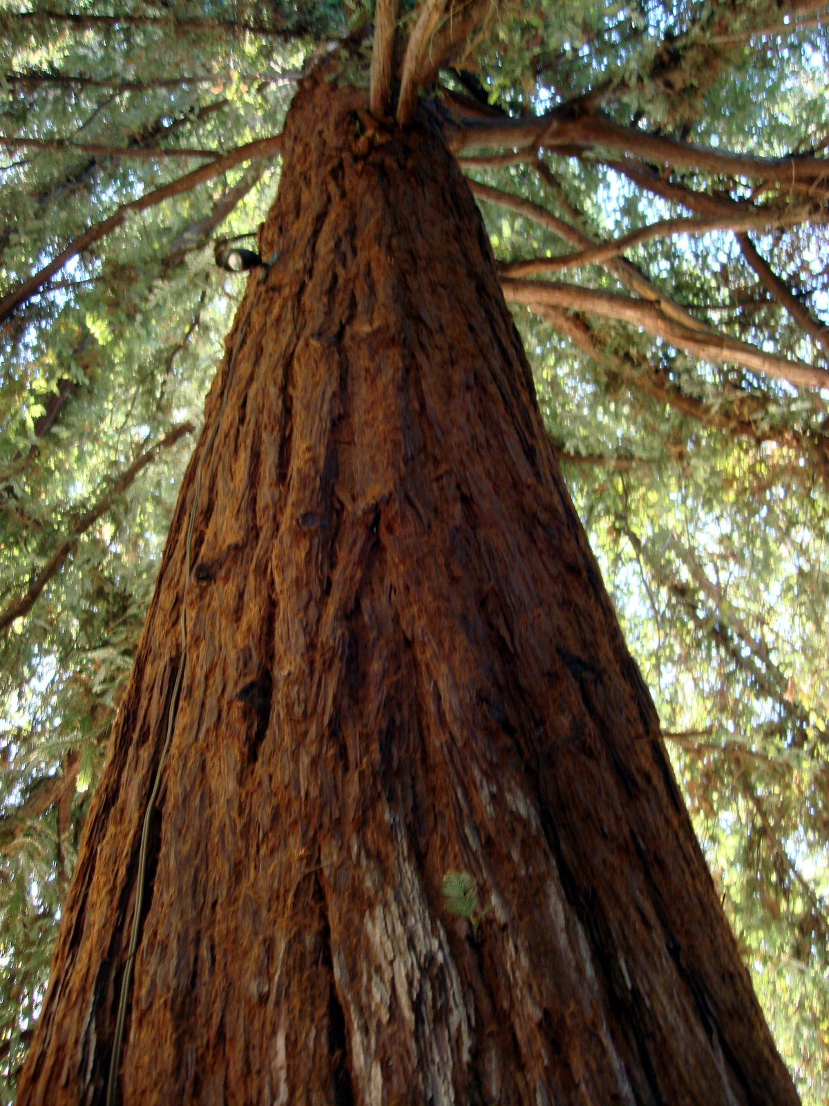 [Redwood_tree.jpg]
