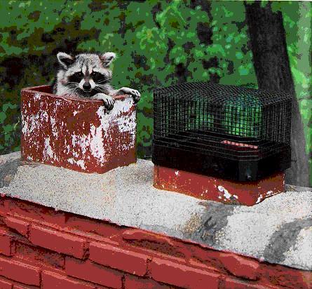 [raccoon_in_chimney.jpg]