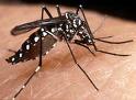 [mosquito_dengue.jpg]