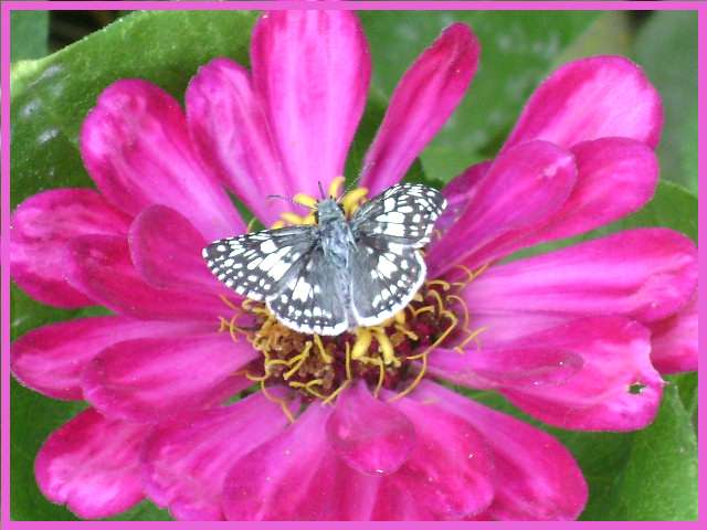 [butterfly+flower.jpg]