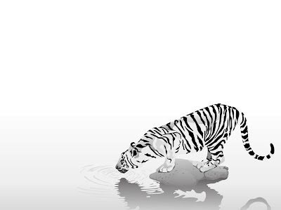 wallpapers with white background. White Tiger White Background Hq Wallpaper , Black & White fantastic Hi-res 