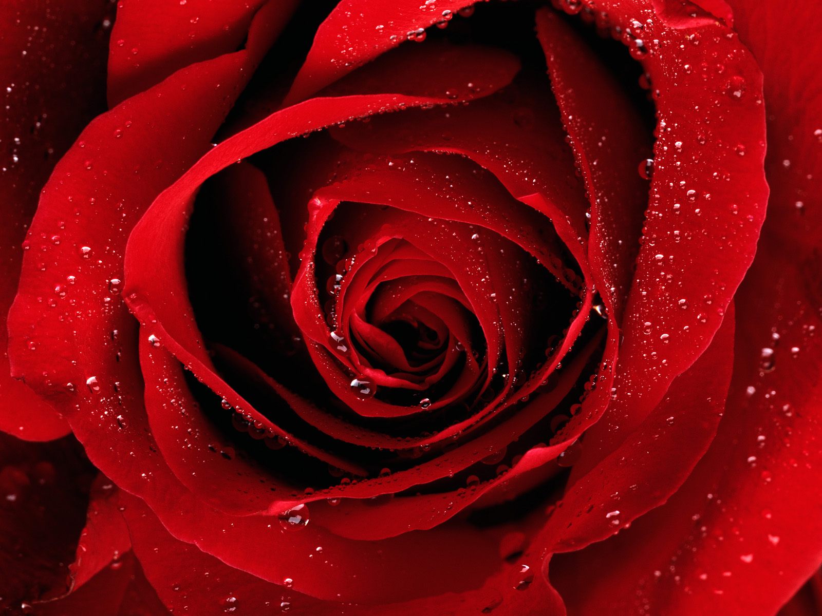 [A_Red_Rose_For_You_nature_flower_HQ_wallpaper_stockwallpapers.blogspot.com.jpg]