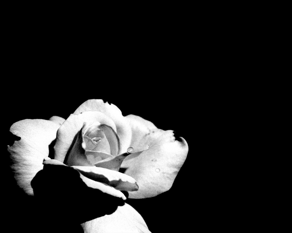 black and white rose wallpaper. lack and white rose wallpaper