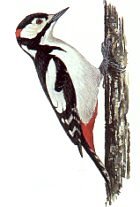 [Great+Spotted+Woodpecker.bmp]
