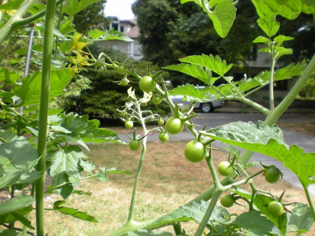 [garden_foregrounded+tomatoes.jpg]