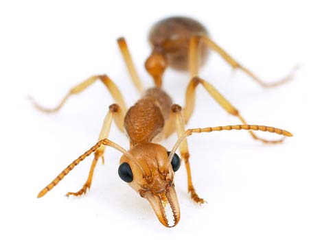 [ants-insects-photo.jpg]
