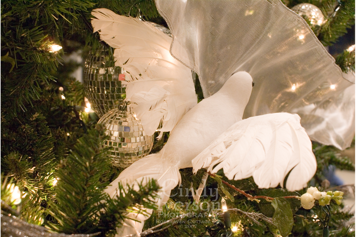 [Dove+in+Christmas+tree.jpg]