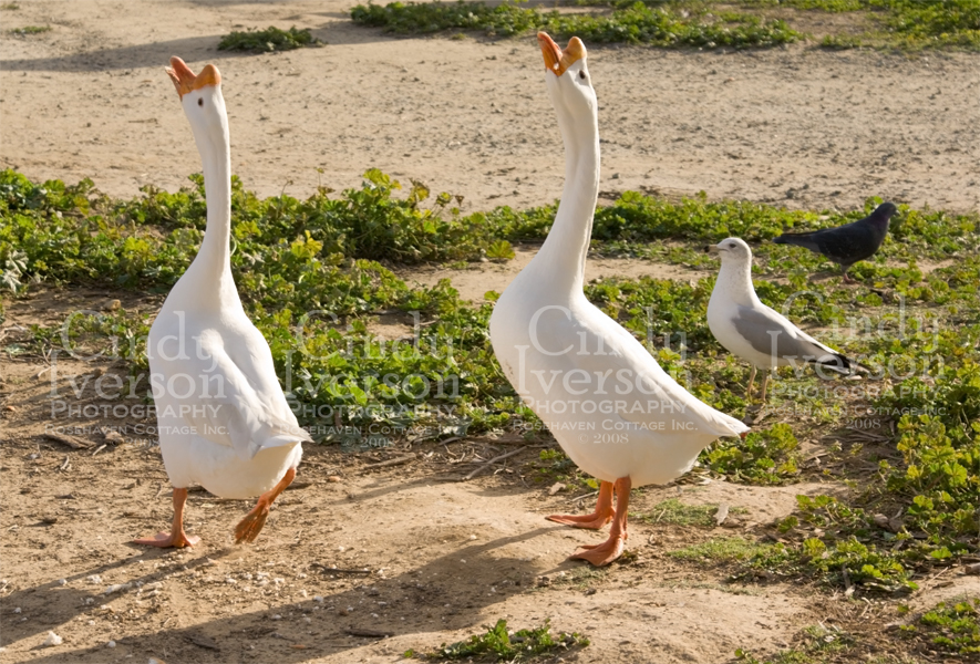 [Dancing+geese.jpg]