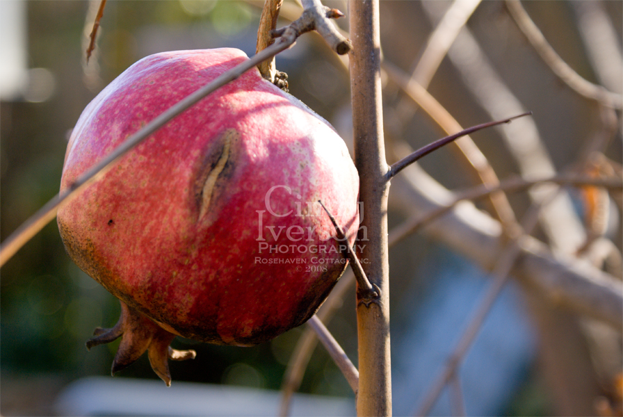 [Winter+Pomegranate.jpg]