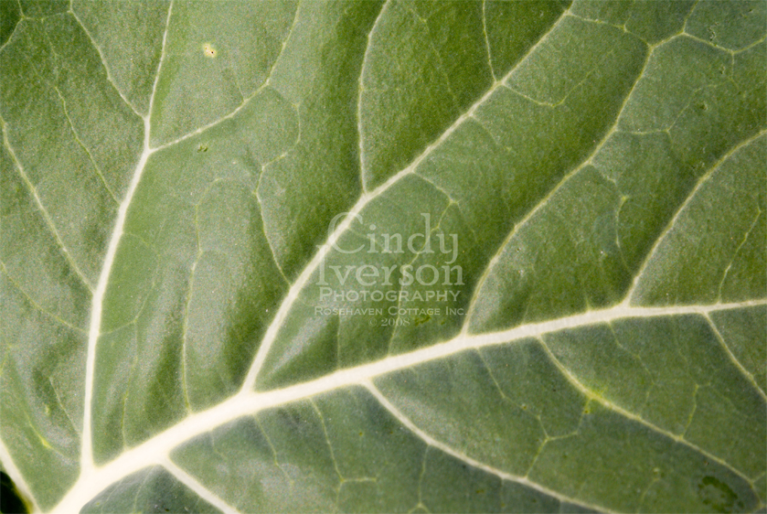[Broccoli+leaf.jpg]