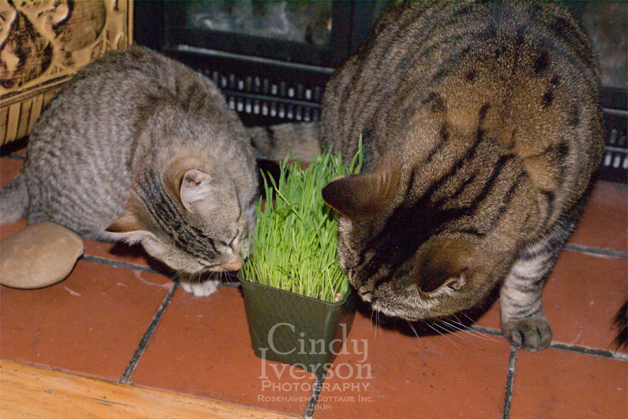 [Lucy+eating+kitty+grass+3.jpg]