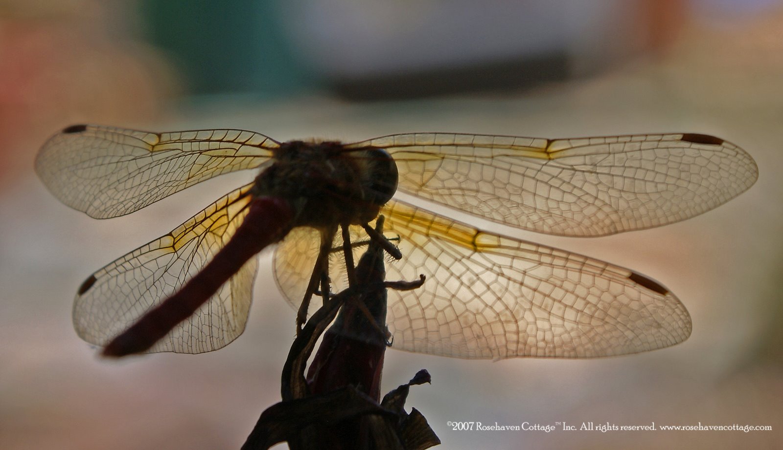 [Dragonfly+Silhouette.jpg]